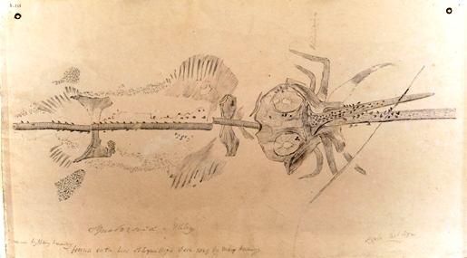 Mary Anning’s sketch of Squaloraja. Picture courtesy Oxford University Museum of Natural History